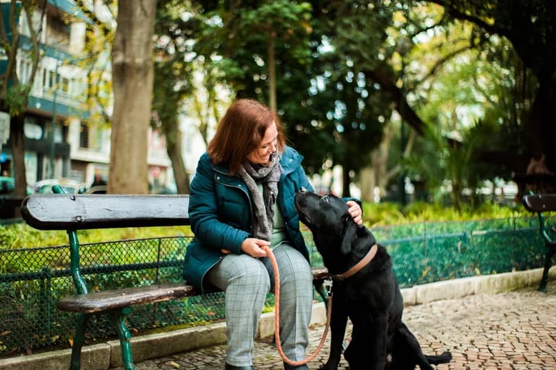 Pets (visits/walks)